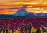 Tulip-Festival-6-Nights-7-Days