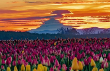 Tulip-Festival-6-Nights-7-Days